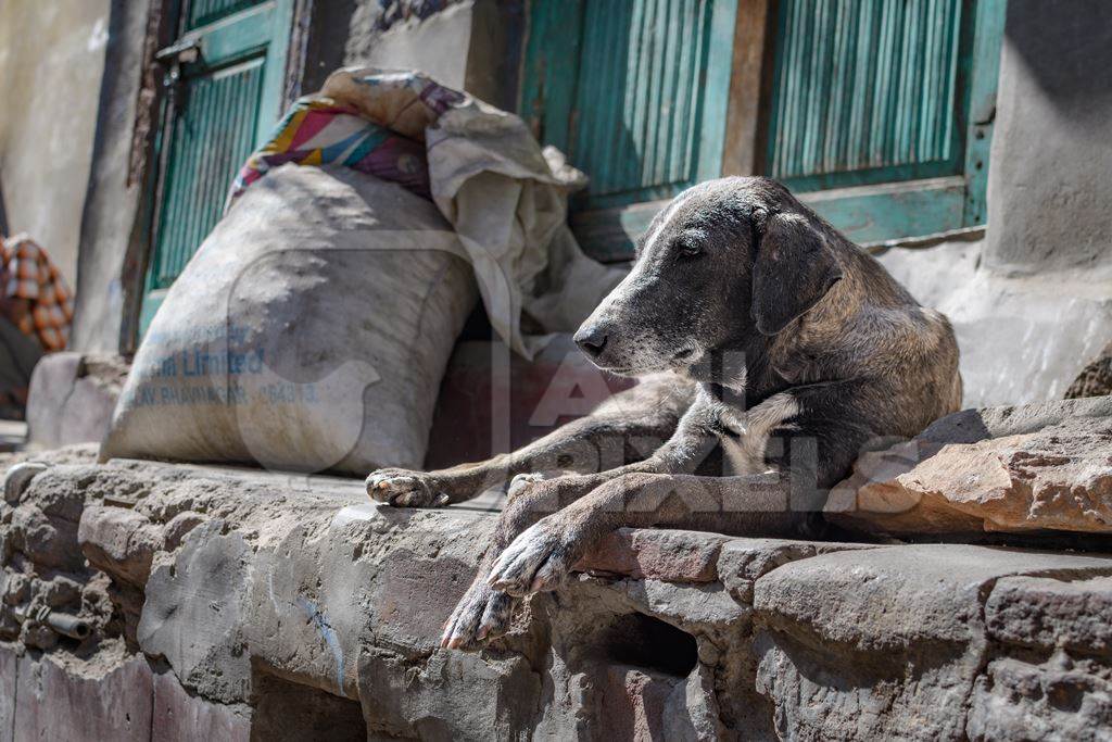 Old Indian street dog or stray pariah dog in the urban city of Jodhpur, India, 2022