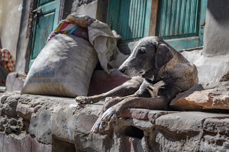 Old Indian street dog or stray pariah dog in the urban city of Jodhpur, India, 2022
