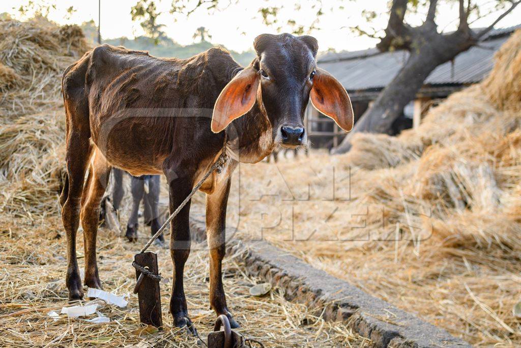 Indian braman cows tied up on an urban dairy farm or tabela, Aarey milk colony, Mumbai, India, 2023