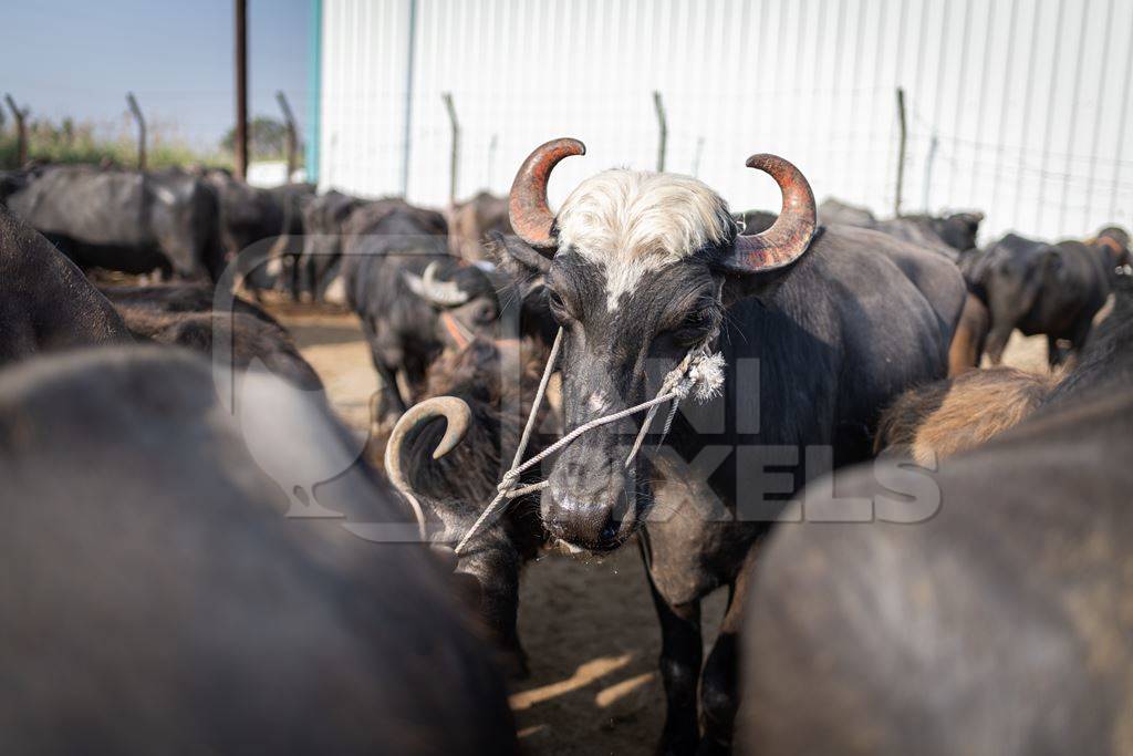 Many Indian buffaloes in an enclosure at Chakan Cow and Buffalo Market, Maharashtra, India, 2024