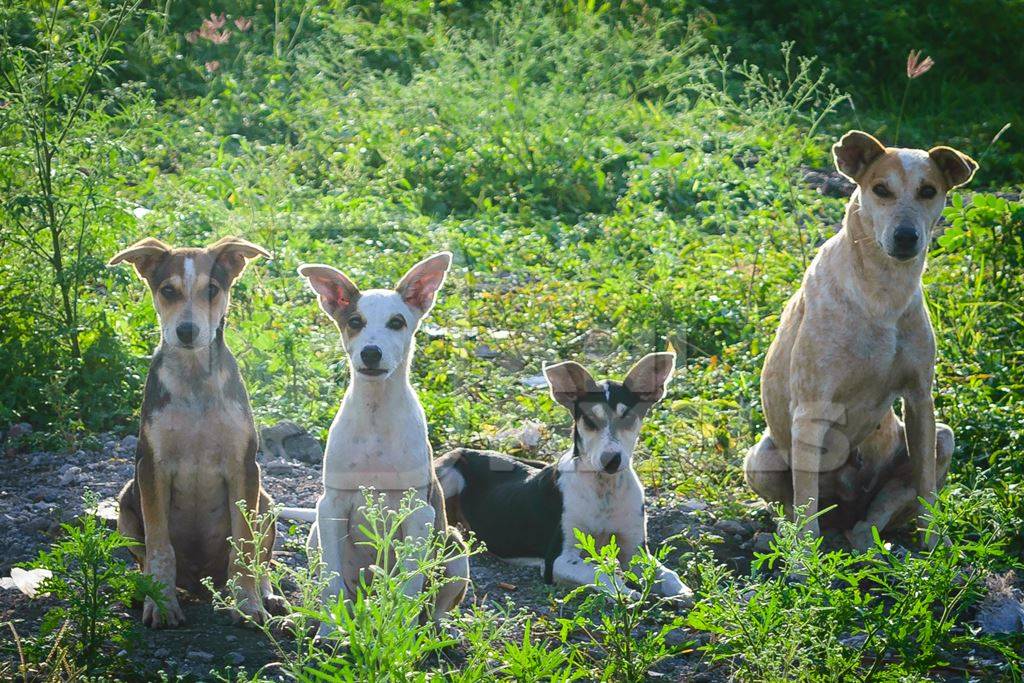 Mother street dog with litter of puppies in a green field on the outskirts of the city