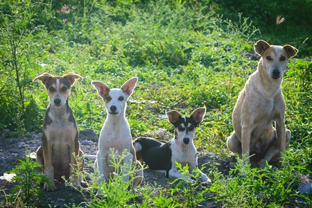 Mother street dog with litter of puppies in a green field on the outskirts of the city