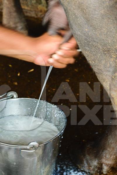 Dairy cow being milked by farmer in a urban dairy