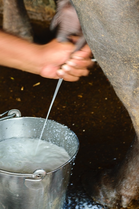 Dairy cow being milked by farmer in a urban dairy