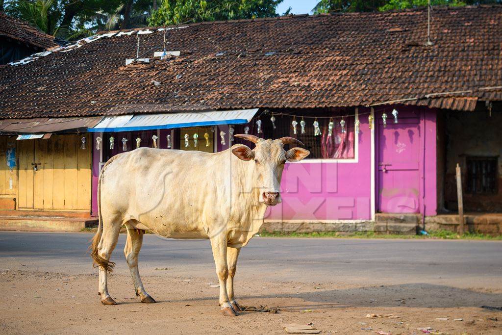 Indian street cows in the road with pink background in the village of Malvan, Maharashtra, India, 2022