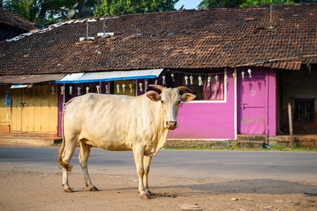 Indian street cows in the road with pink background in the village of Malvan, Maharashtra, India, 2022