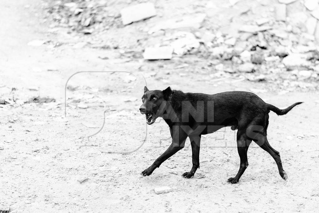 Black street dog howling or barking on wasteground in black and white