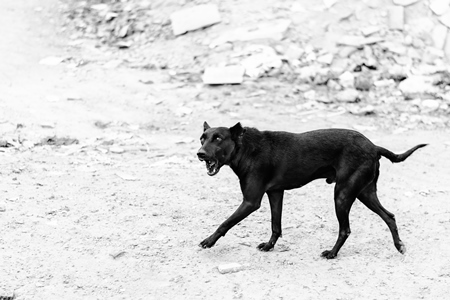 Black street dog howling or barking on wasteground in black and white