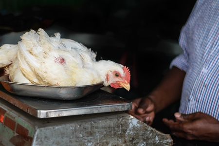 Broiler chicken sitting in a weighing scale at a chicken shop