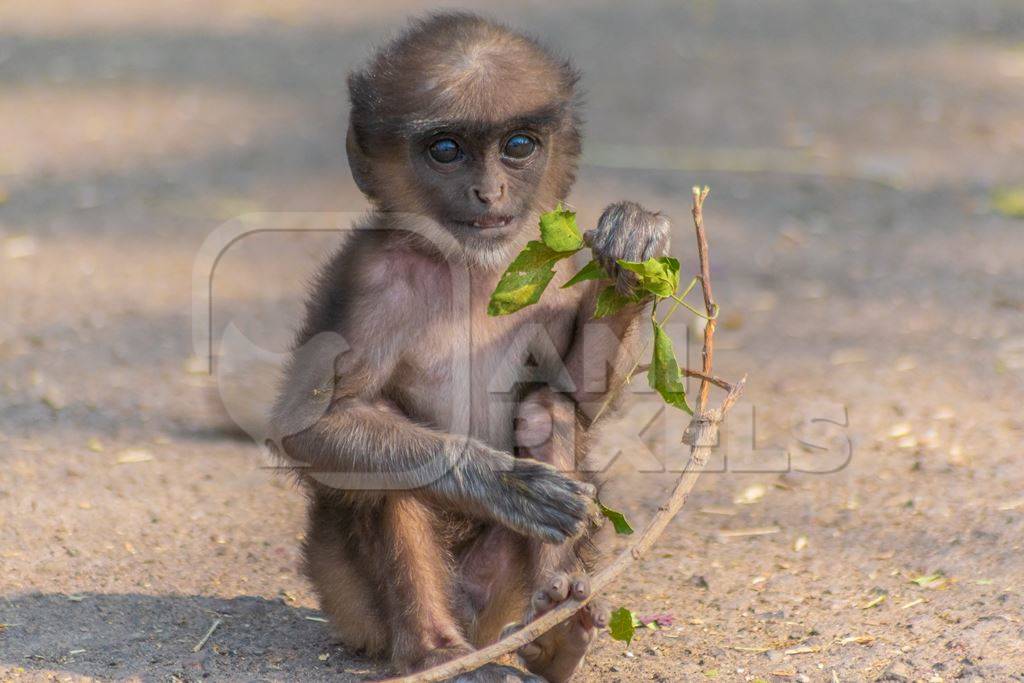 Small cute baby Indian gray or hanuman langur monkey with branch in Mandore Gardens in the city of Jodhpur in Rajasthan in India