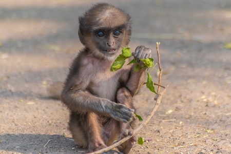 Small cute baby Indian gray or hanuman langur monkey with branch in Mandore Gardens in the city of Jodhpur in Rajasthan in India