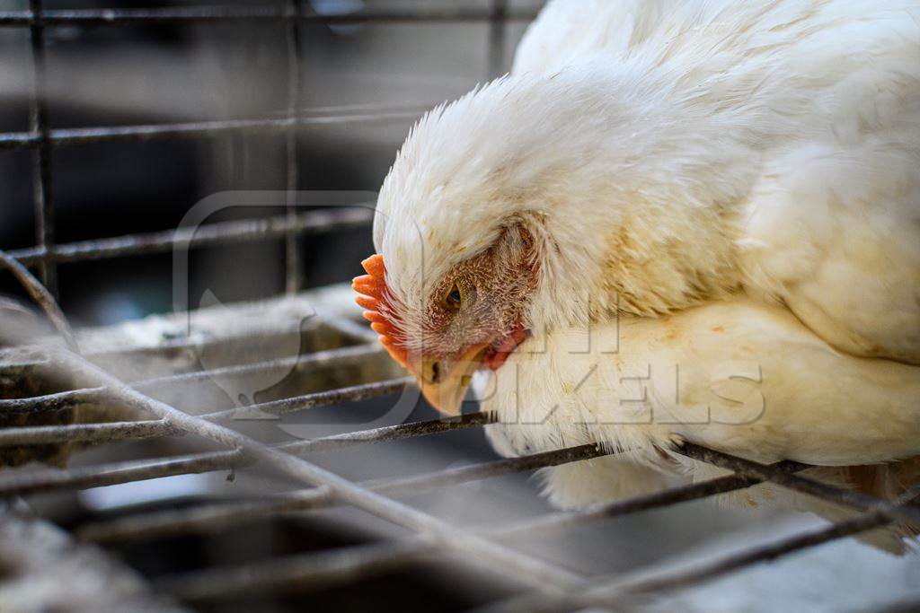 Indian chicken in a cage at a small chicken meat shop in Nizamuddin, Delhi, India, 2023