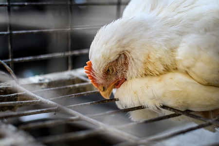 Indian chicken in a cage at a small chicken meat shop in Nizamuddin, Delhi, India, 2023