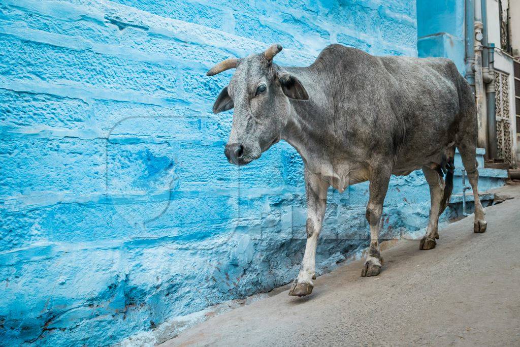 Street cow on street in Jodhpur in Rajasthan with blue wall background