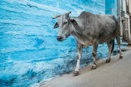 Street cow on street in Jodhpur in Rajasthan with blue wall background