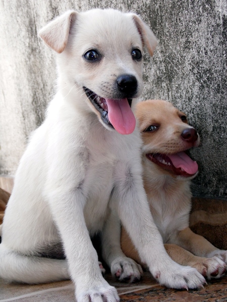 Two street puppies sitting and panting
