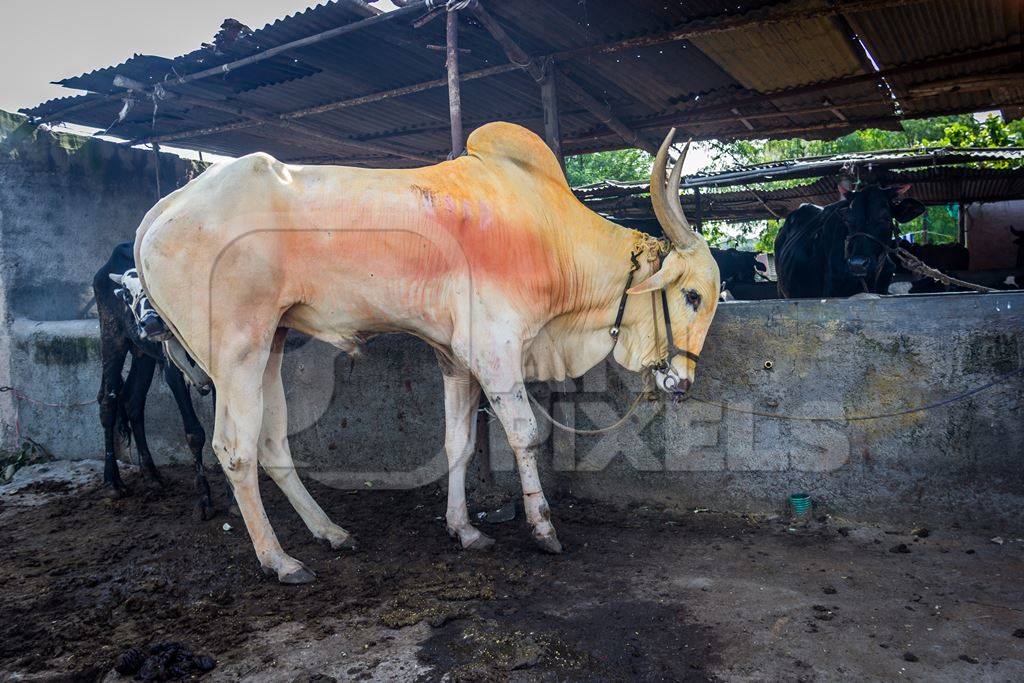 Large humped bull or bullock with coloured powdertied up with rope in nose