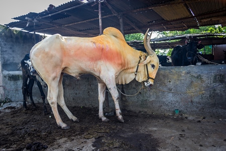 Large humped bull or bullock with coloured powdertied up with rope in nose