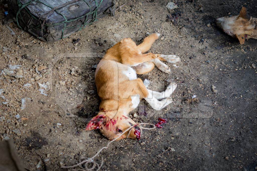 Dogs clubbed to death, blowtorched, then sold for dog meat at a dog market in Nagaland, India, 2018