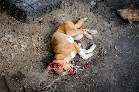 Dogs clubbed to death, blowtorched, then sold for dog meat at a dog market in Nagaland, India, 2018