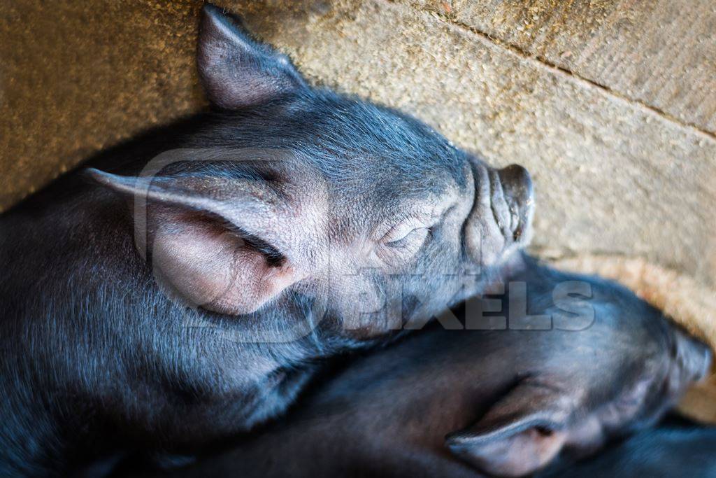 Farmed black baby piglets in a pen in Nagaland in Northeast India