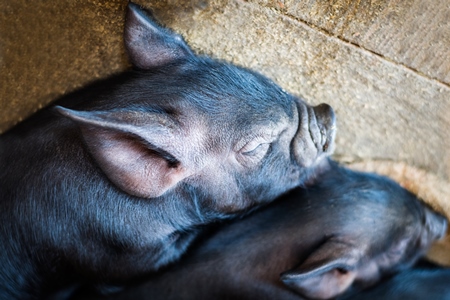 Farmed black baby piglets in a pen in Nagaland in Northeast India