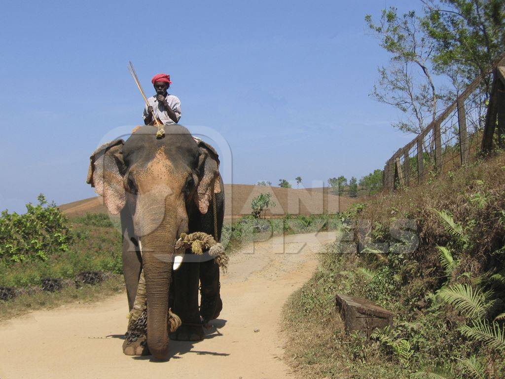 Elephant walking along road with mahout elephant handler sitting on top of animal