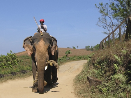 Elephant walking along road with mahout elephant handler sitting on top of animal