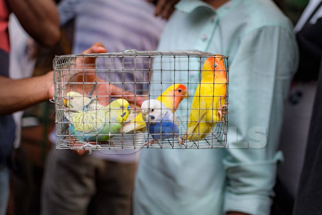 Caged budgerigar birds and lovebirds on sale in the pet trade by bird sellers at Galiff Street pet market, Kolkata, India, 2022