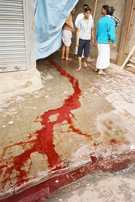 River of red blood coming from sacrificed animal in the street, India