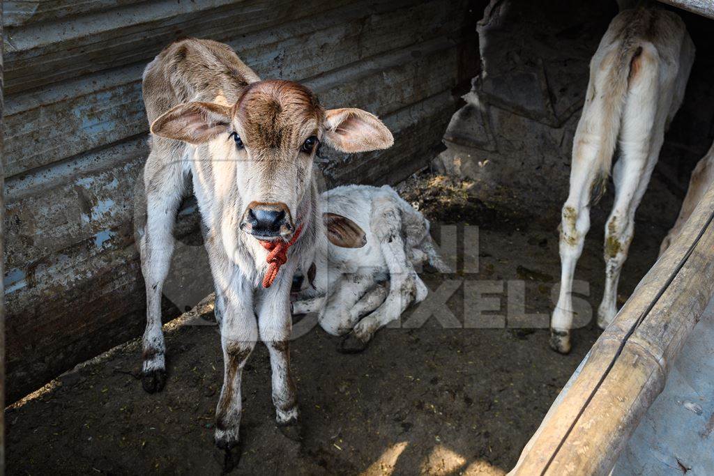 Small Indian dairy cow calves tied up in the street near Ghazipur Dairy Farm, Delhi, India, 2022