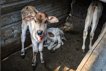 Small Indian dairy cow calves tied up in the street near Ghazipur Dairy Farm, Delhi, India, 2022