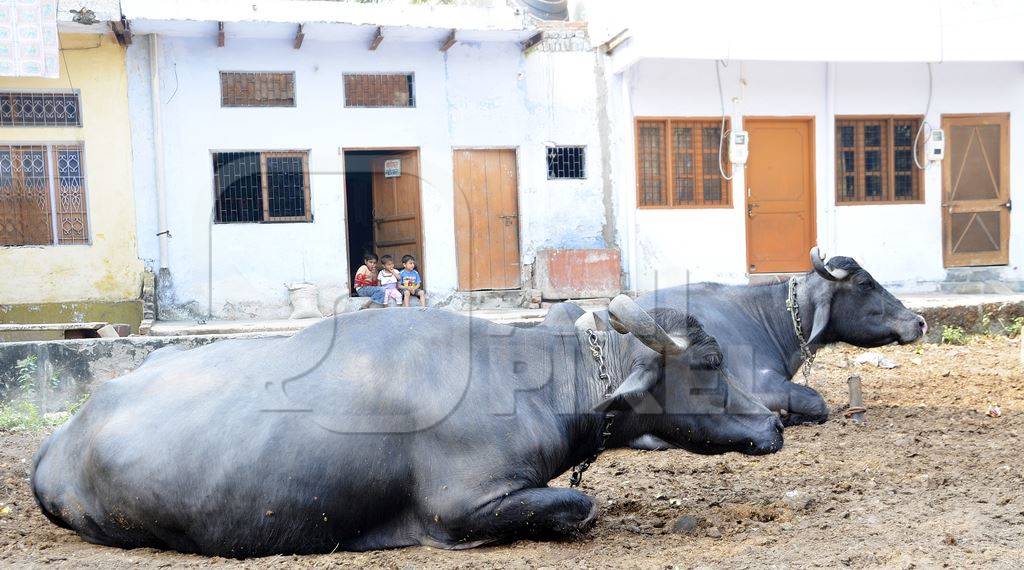 Two buffalo lying on the ground in a rural farm in a village