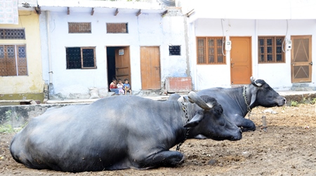 Two buffalo lying on the ground in a rural farm in a village