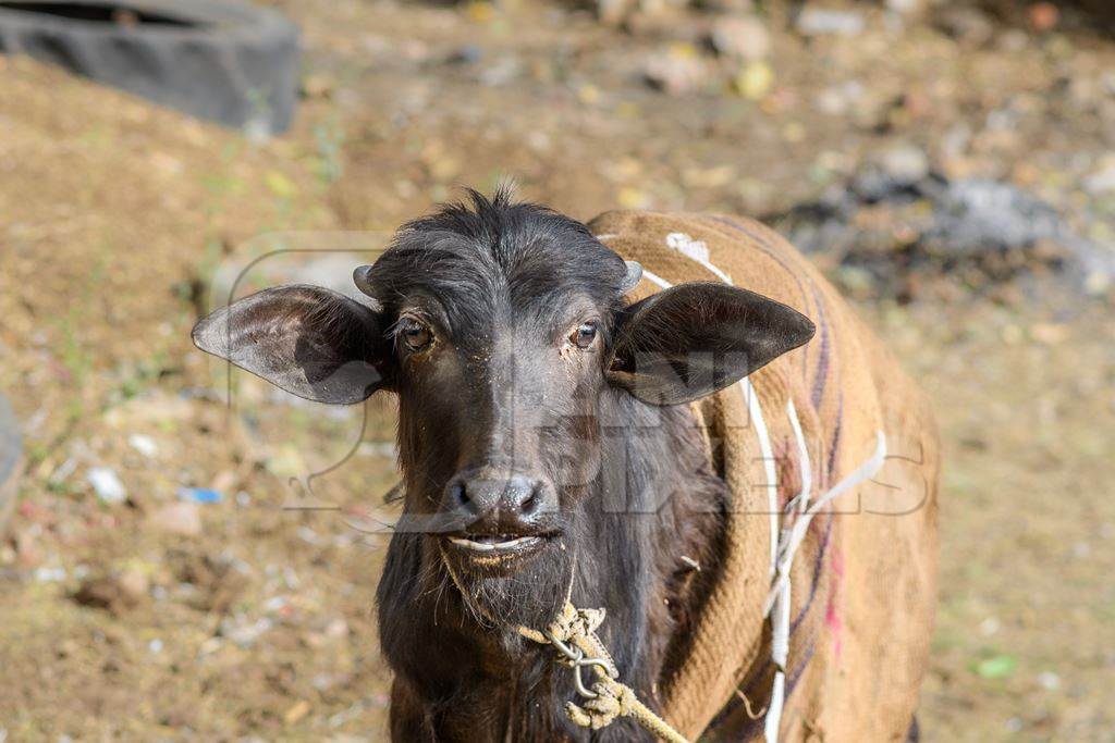 Young farmed buffalo calf tied up on a small farm in the urban city of Jaipur, India, 2022