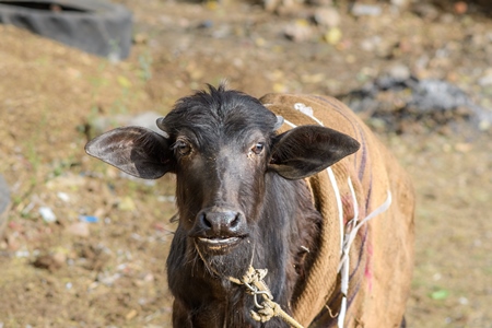 Young farmed buffalo calf tied up on a small farm in the urban city of Jaipur, India, 2022