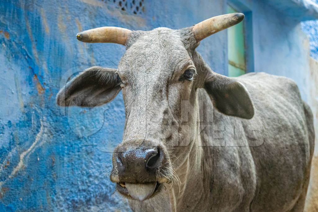 Street cow on street in Jodhpur in Rajasthan with blue wall