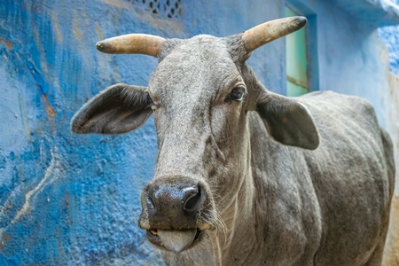 Street cow on street in Jodhpur in Rajasthan with blue wall