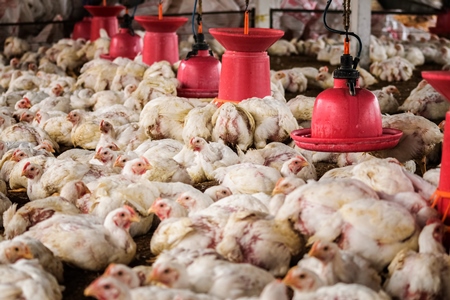 White broiler chickens raised for meat on a large poultry broiler farm in Maharashtra in India