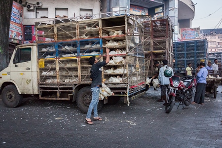 Broiler chickens raised for meat being unloaded from transport trucks near Crawford meat market