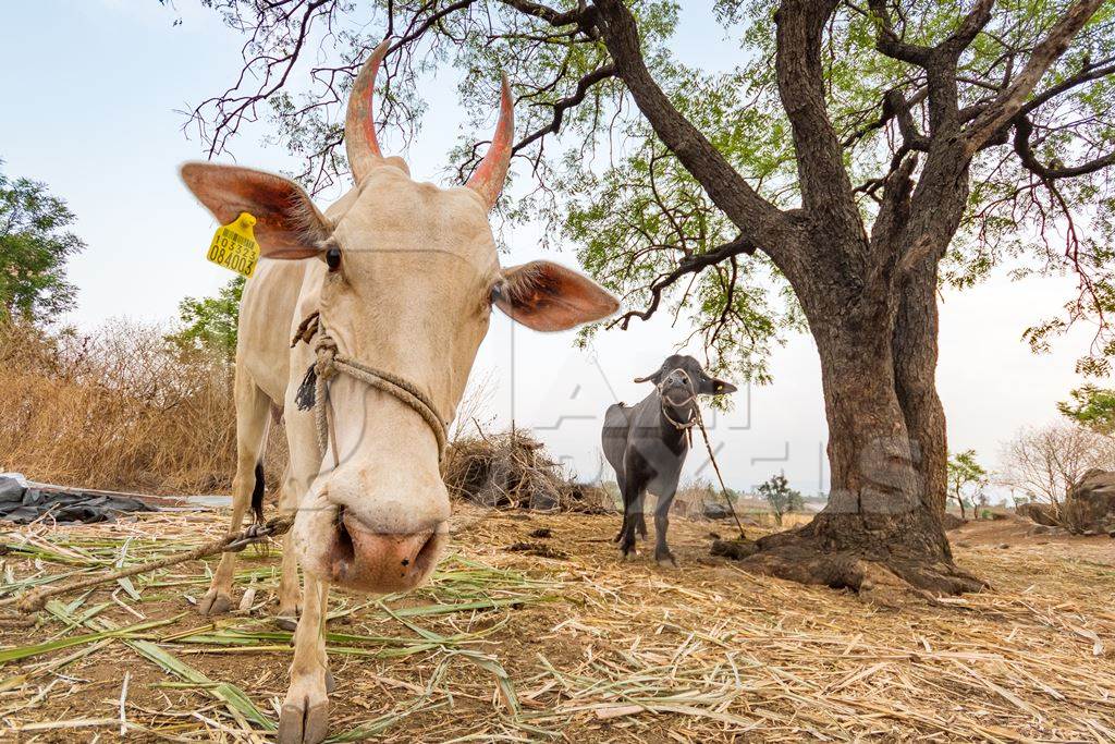 Working Indian bullock or cow used for animal labour tied up with nose rope on a farm in rural Maharashtra, India, 2021