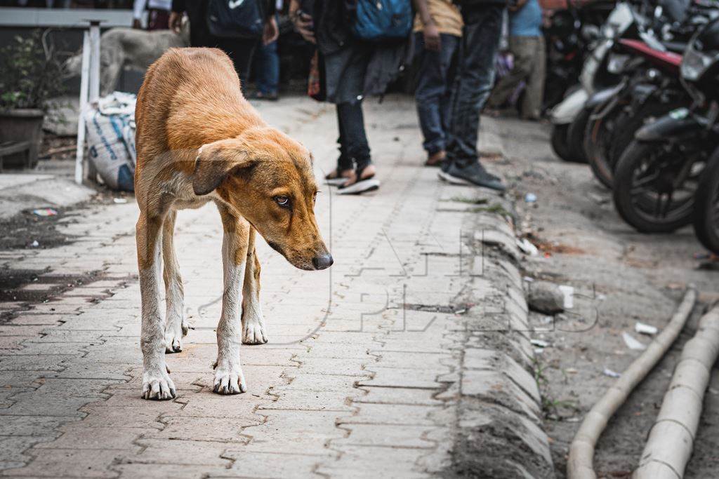 Sad stray Indian street dog puppy or Indian pariah dog puppy on the street in an urban city in Maharashtra, India, 2021