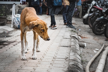 Sad stray Indian street dog puppy or Indian pariah dog puppy on the street in an urban city in Maharashtra, India, 2021