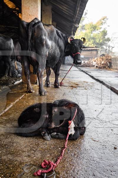 Baby Indian buffalo calf tied up away from mother on an urban dairy farm or tabela, Aarey milk colony, Mumbai, India, 2023