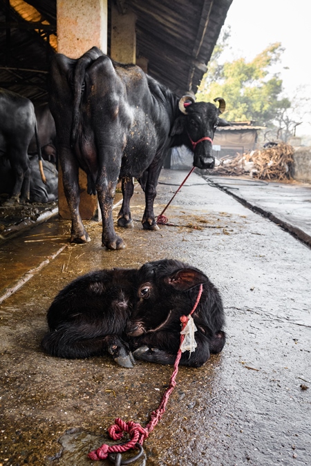 Baby Indian buffalo calf tied up away from mother on an urban dairy farm or tabela, Aarey milk colony, Mumbai, India, 2023