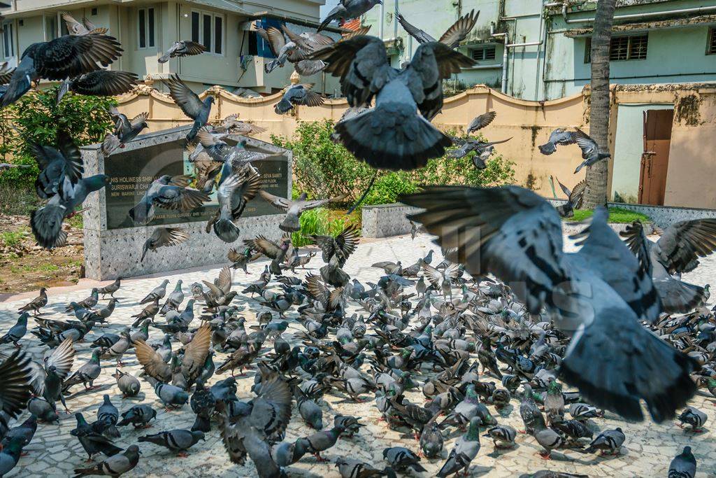 Flock of grey urban pigeons with some birds flying eating seeds in a courtyard of a temple