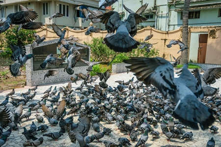 Flock of grey urban pigeons with some birds flying eating seeds in a courtyard of a temple