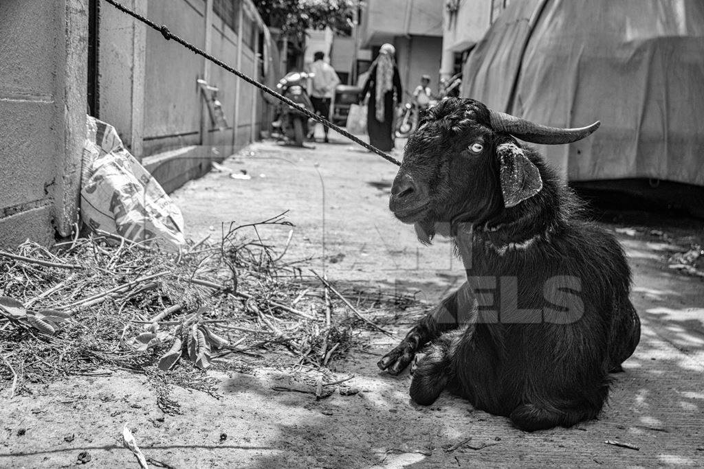 Goat bought for Eid religious sacrifice tied up in urban city street in black and white