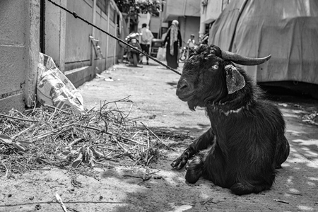 Goat bought for Eid religious sacrifice tied up in urban city street in black and white