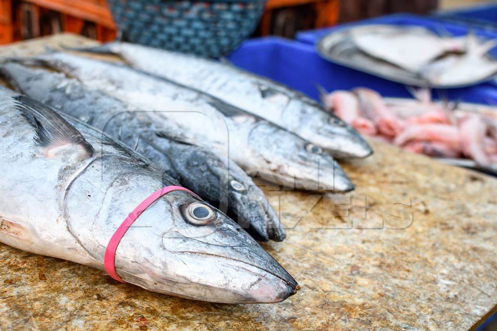 Dead Indian seer fish on sale at Malvan fish market on beach in Malvan, Maharashtra, India, 2022